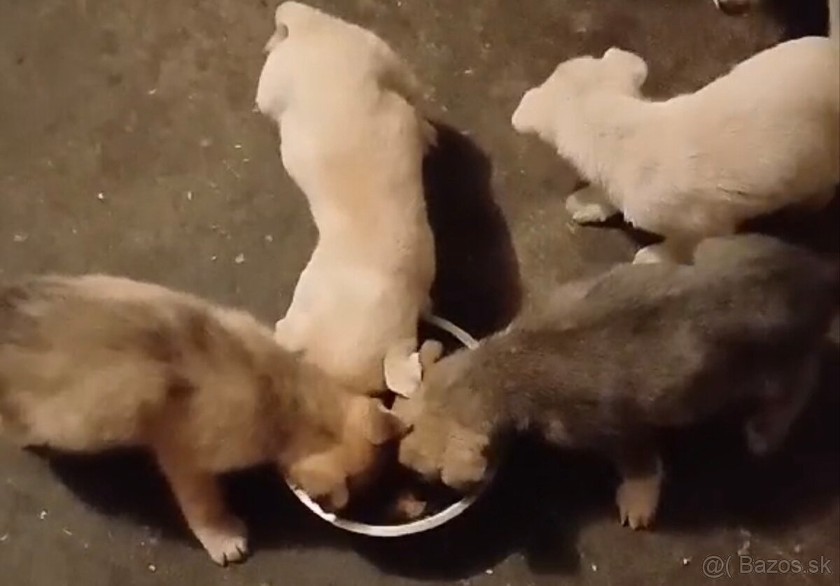 Darujem šteniatka - 2