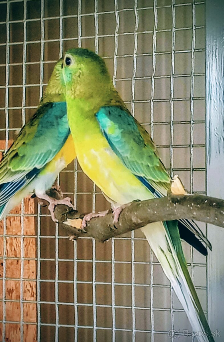 Predám /vymením/papagáj spevavy, korela a andulky - 2