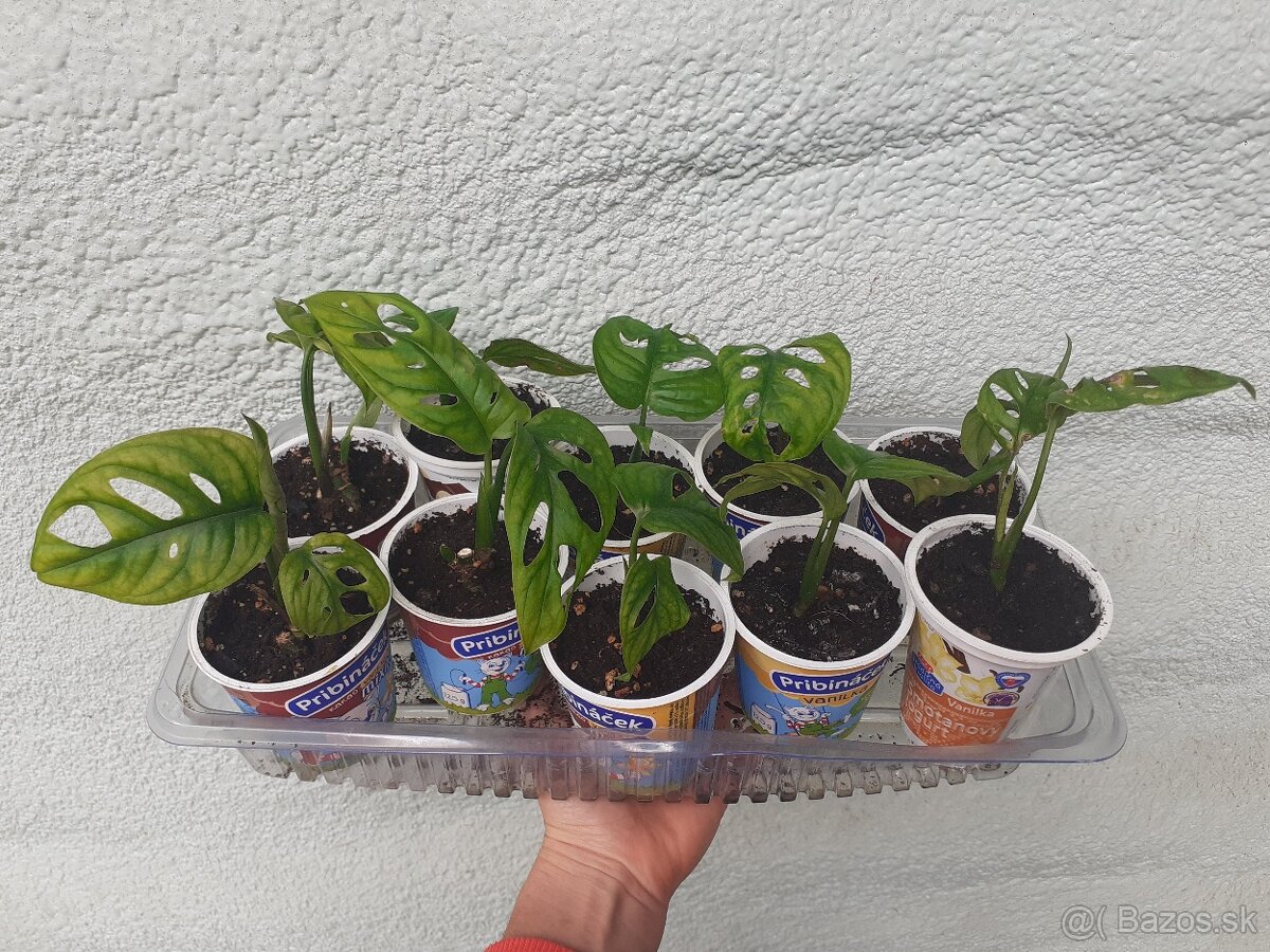 Monstera adansonii - mladé rastliny - 2