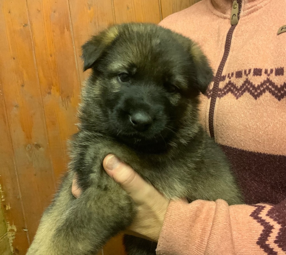 Německý ovčák - štěňata s PP - 2