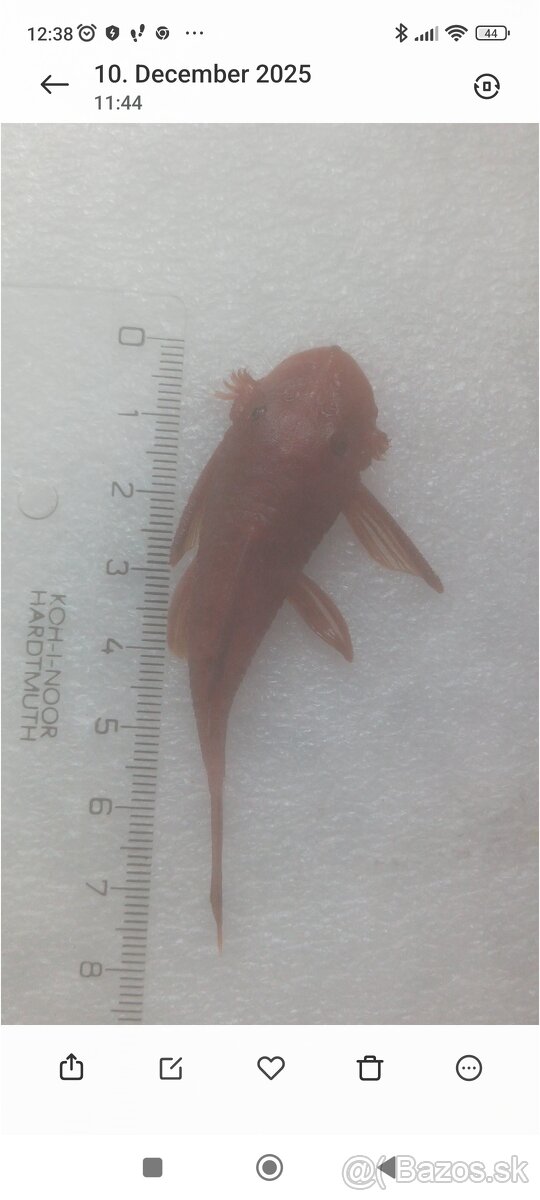 Predám Ancistrus Red - 2