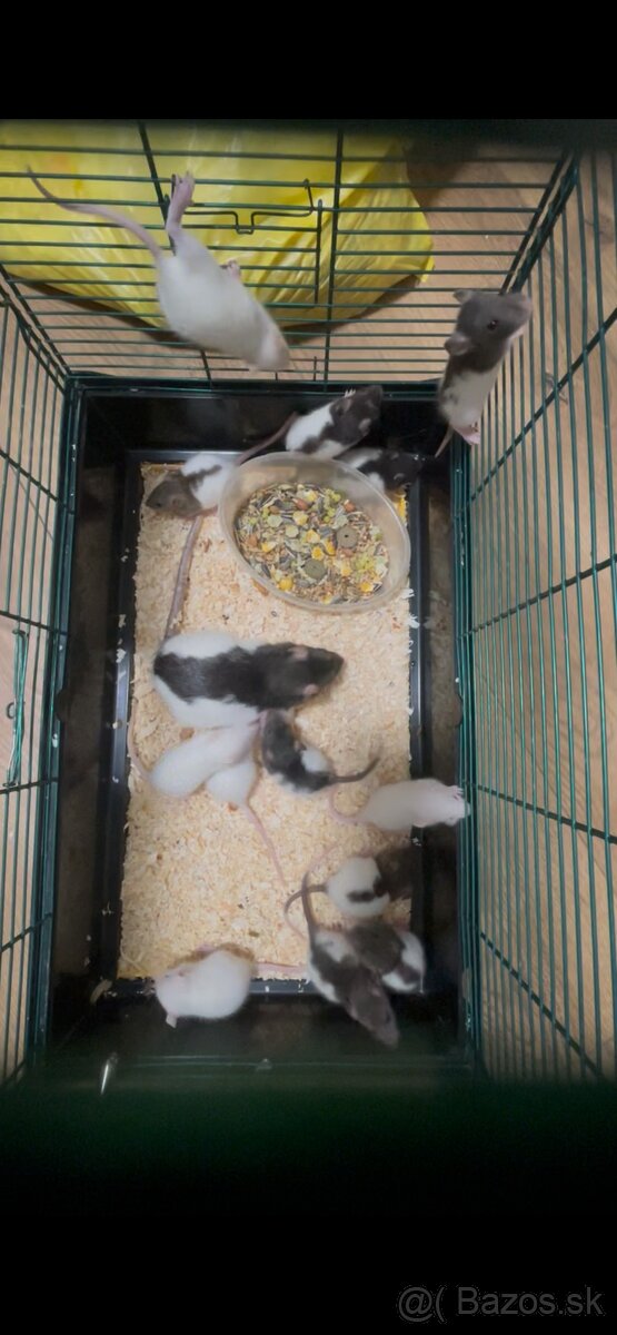 Darujem domáce potkany - 2