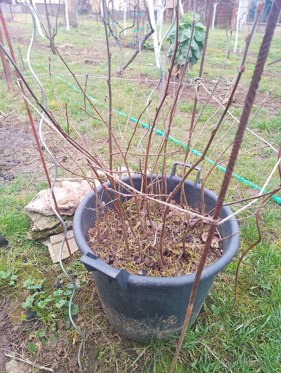 Ovocne stromceky - 2