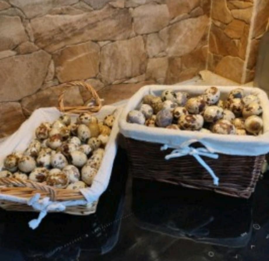 Japonské prepelice (Faraón Jumbo) - 2