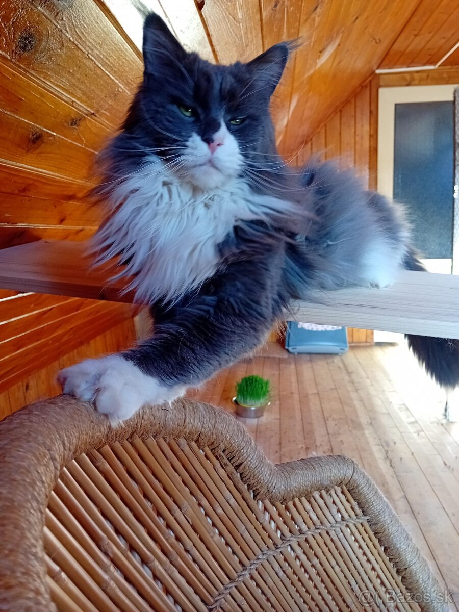 Krytí Mainská mývalí - 2