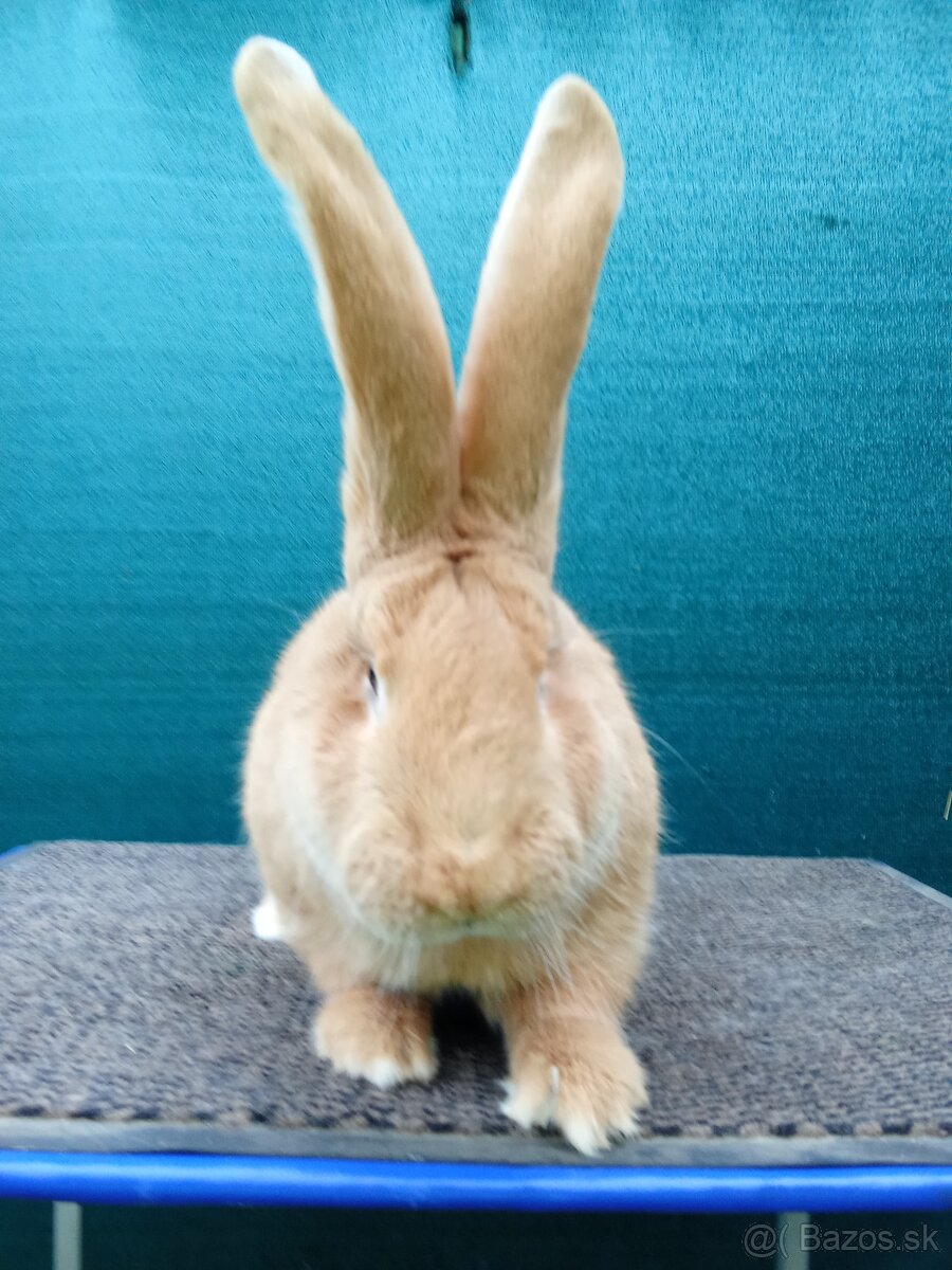 Belgický obor žltý - 2