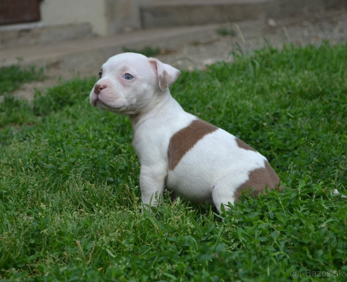 American bully standard - 2