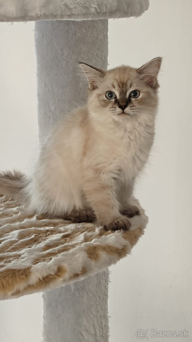 Ragdoll - 2
