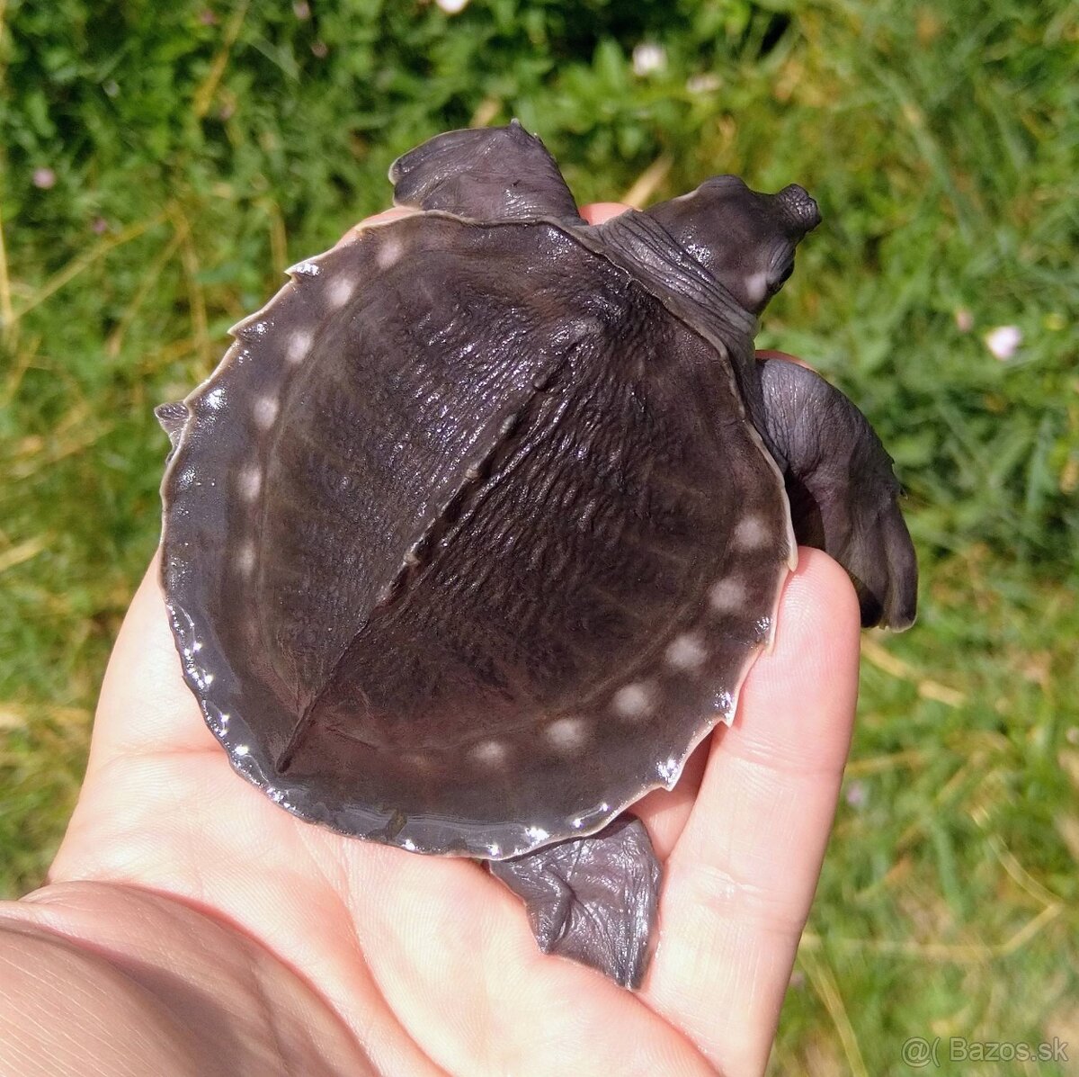 Prodám mláďata želvy prasečí (Carettochelys insculpta). - 2