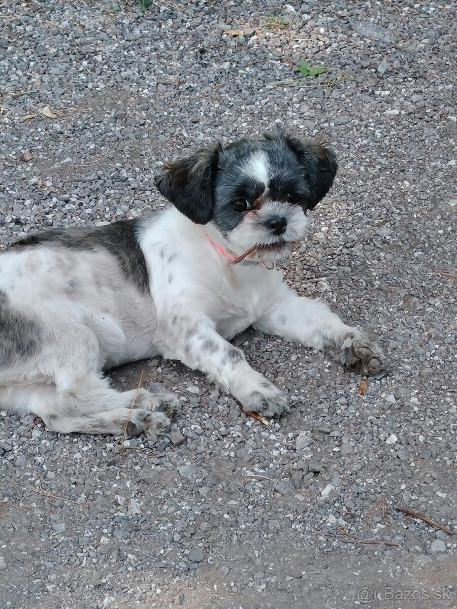 Shi tzu - 2