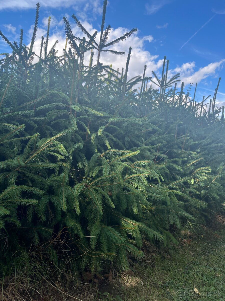 Predám krásne smreky a jedle.🌲 - 2