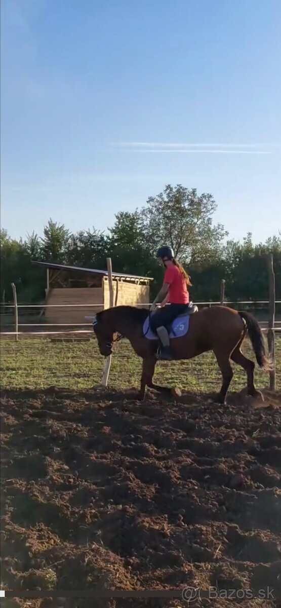 Kobylka na predaj - 2