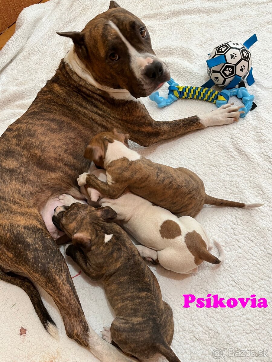 Americky Stafordšírský Terier šteniatka - 2