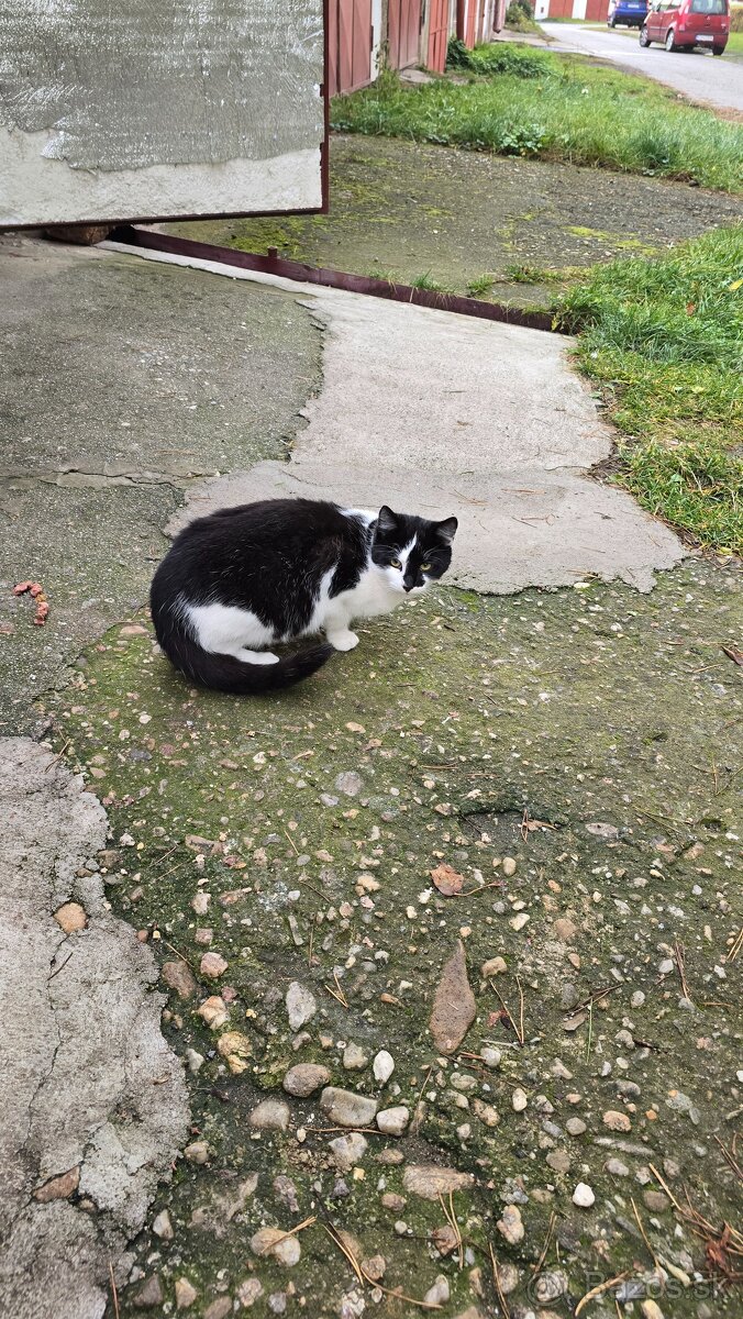 Darujem mačičky - 2