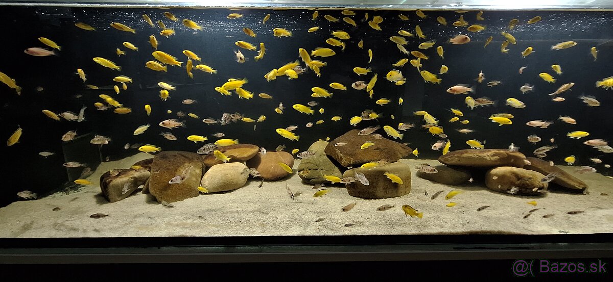 Africke cichlidy malawi - 2