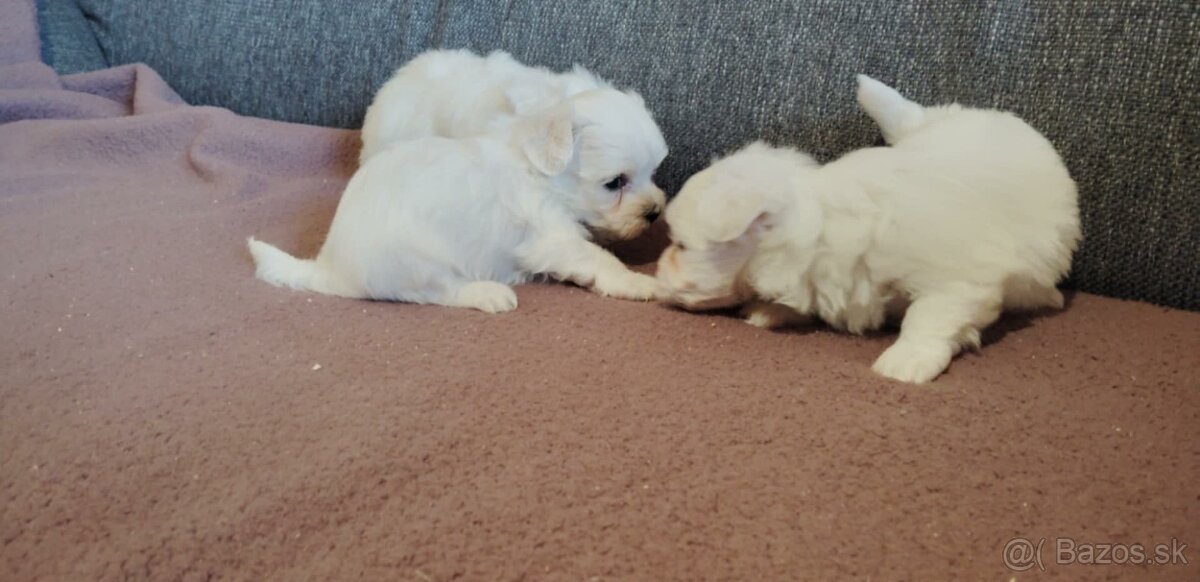 Maltezak, maltezsky psík - 2