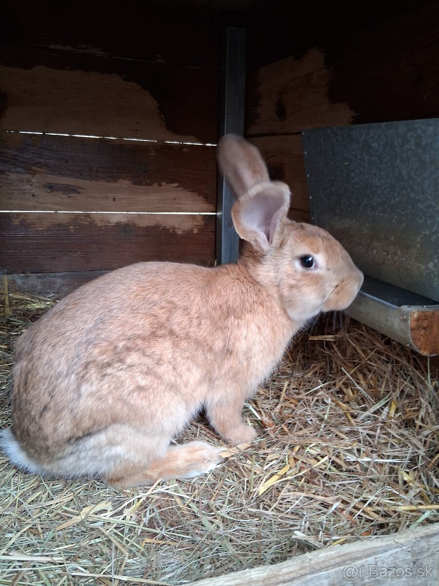 Králiky na predaj - 2
