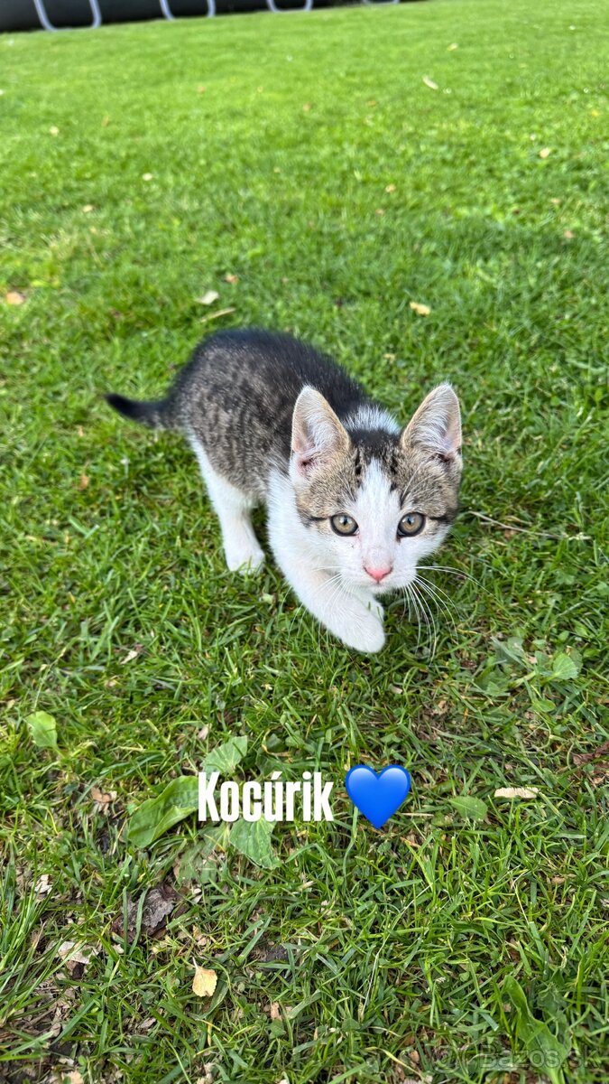 Darujeme mačičku a kocúrika 🐾 - 2