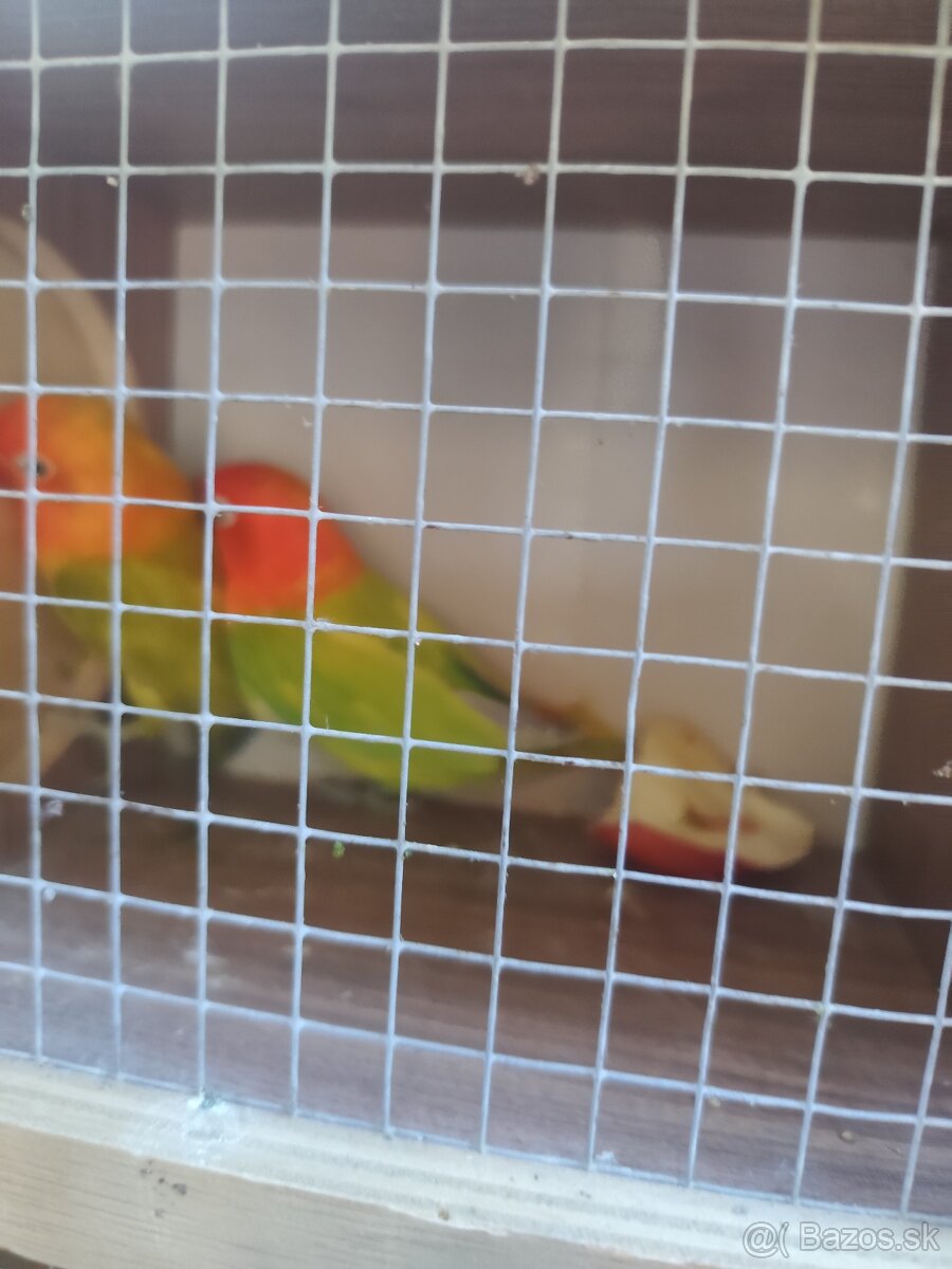 Agapornis fisher opalin - 2