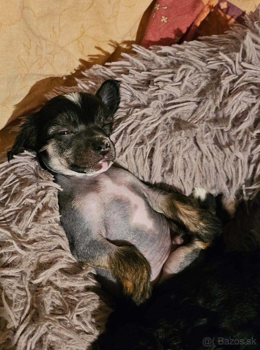 ČÍNSKÝ CHOCHOLATÝ PES/ labutěnka/naháč - 2