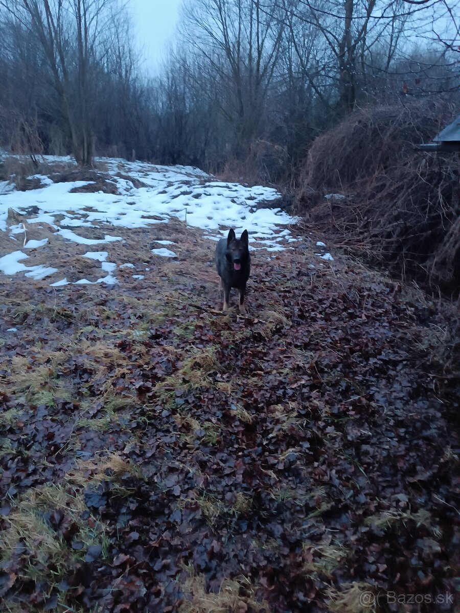 Nemecký ovčiak - 2