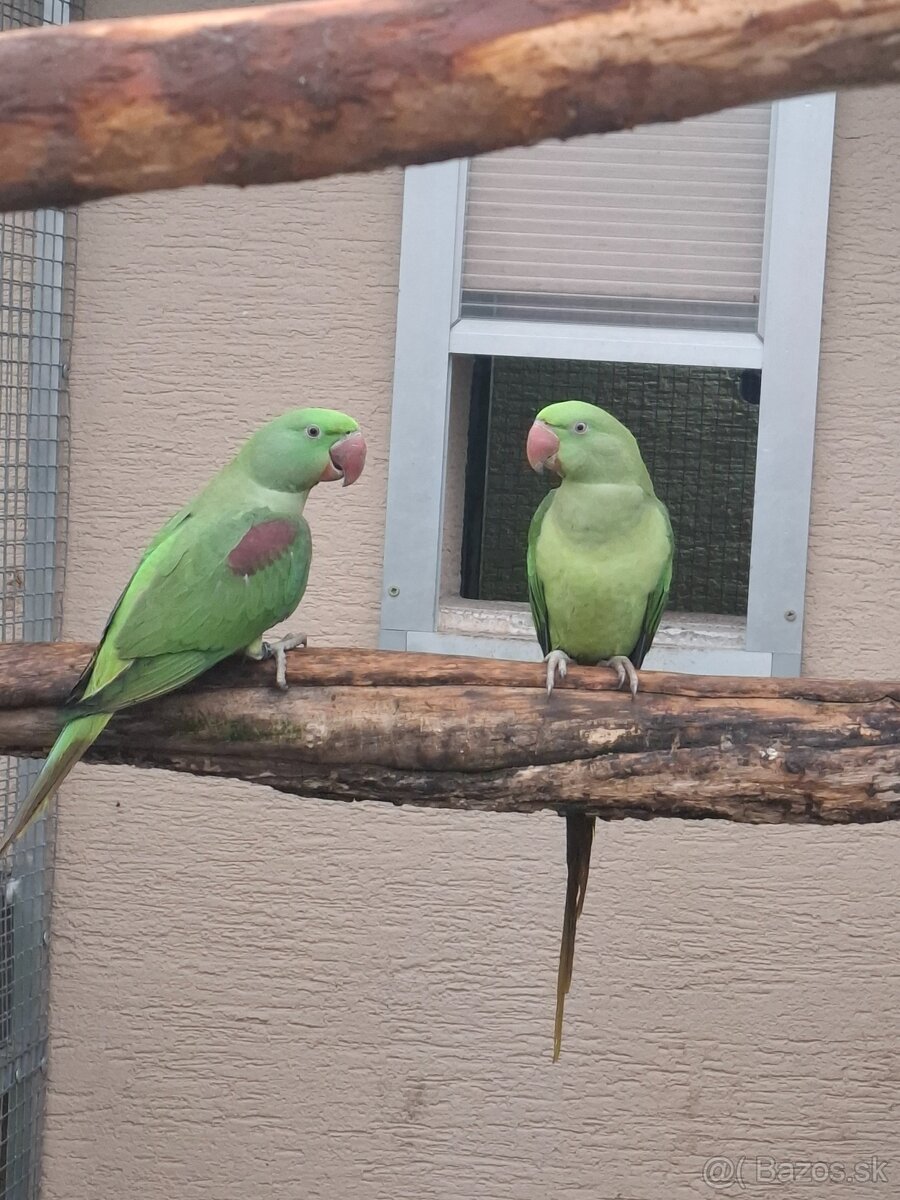 Predám- vymením Alexandra velkého BRONZ - 2