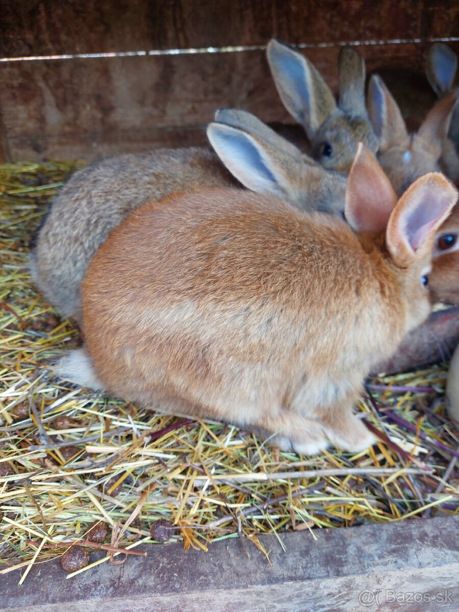 Mladé králiky - 2