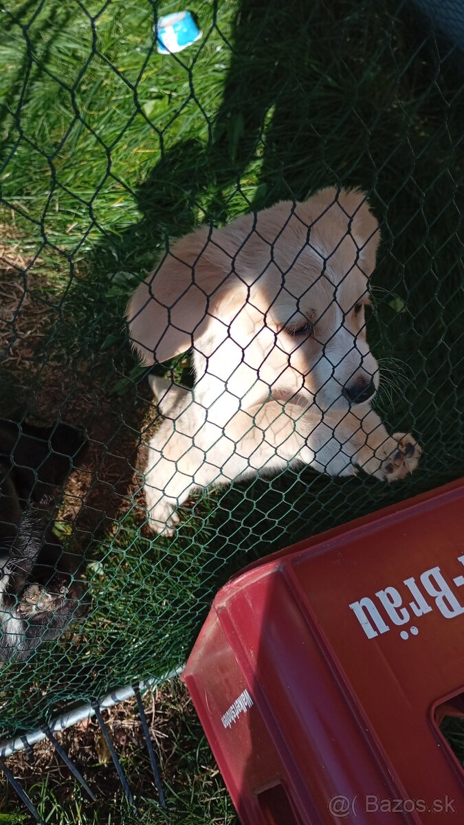 Šteniatka labradora - 2