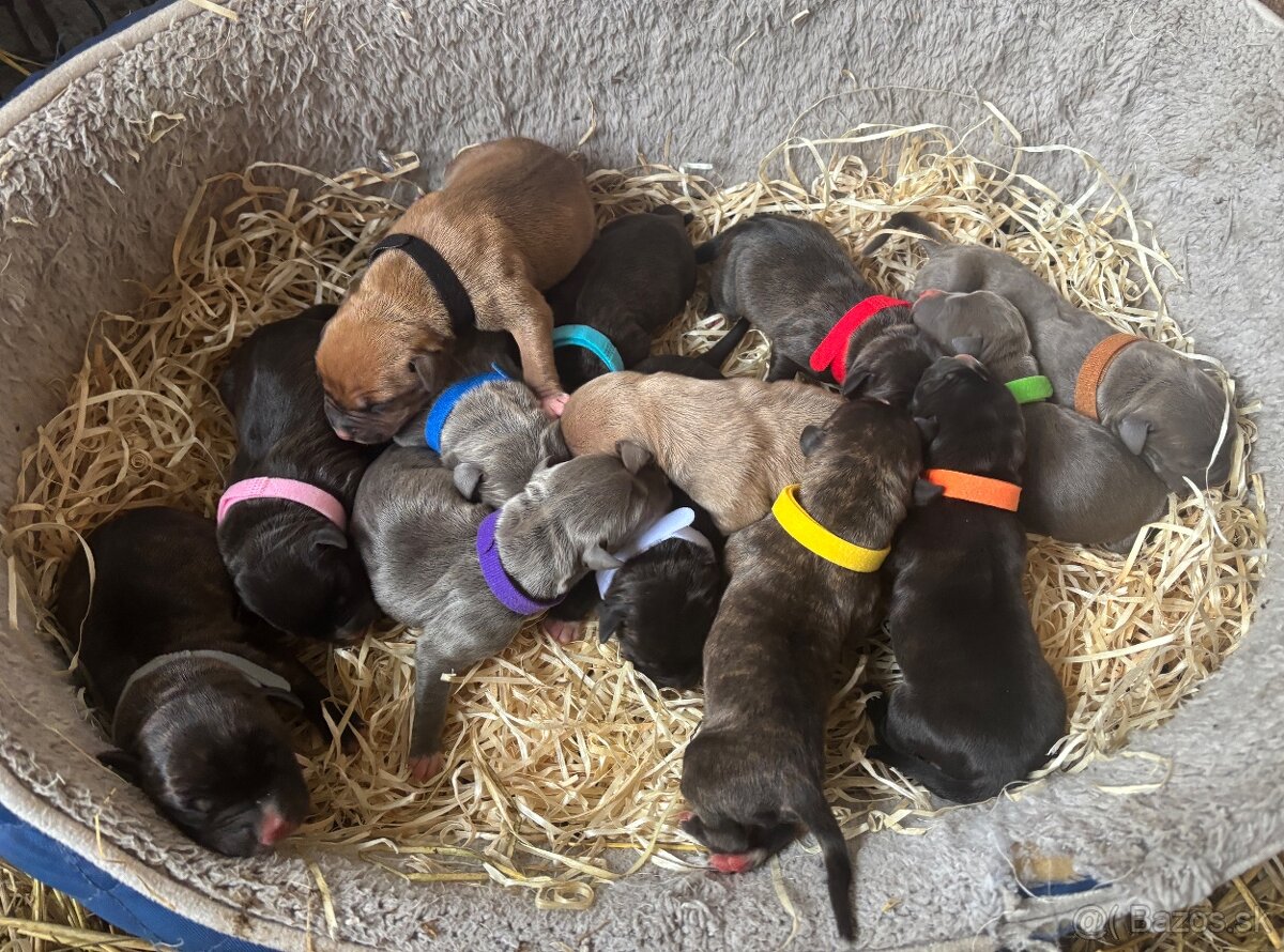 Americký stafordsirsky terier, Stafford, amstaf - 2