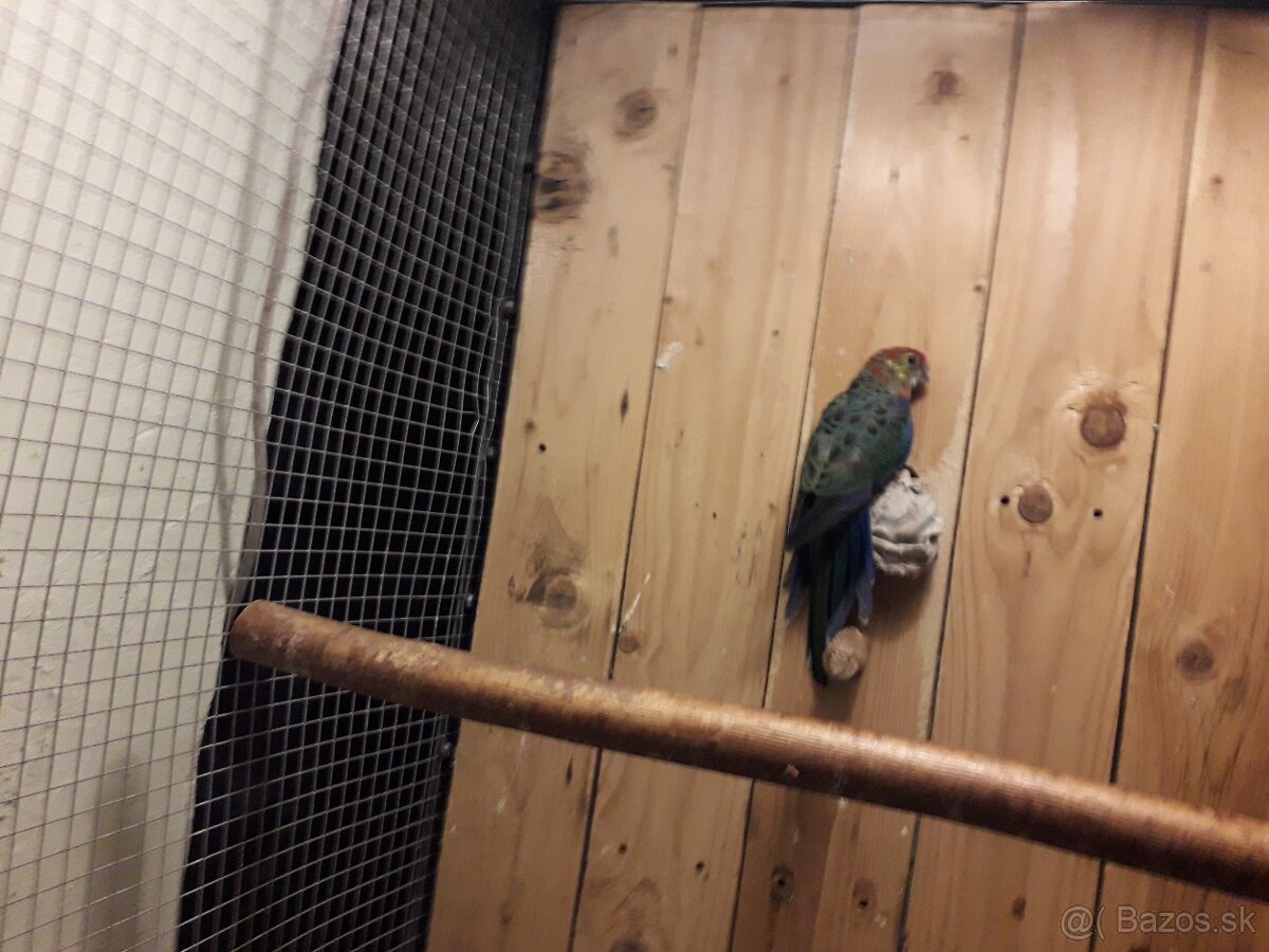 rozela žltolica - 2