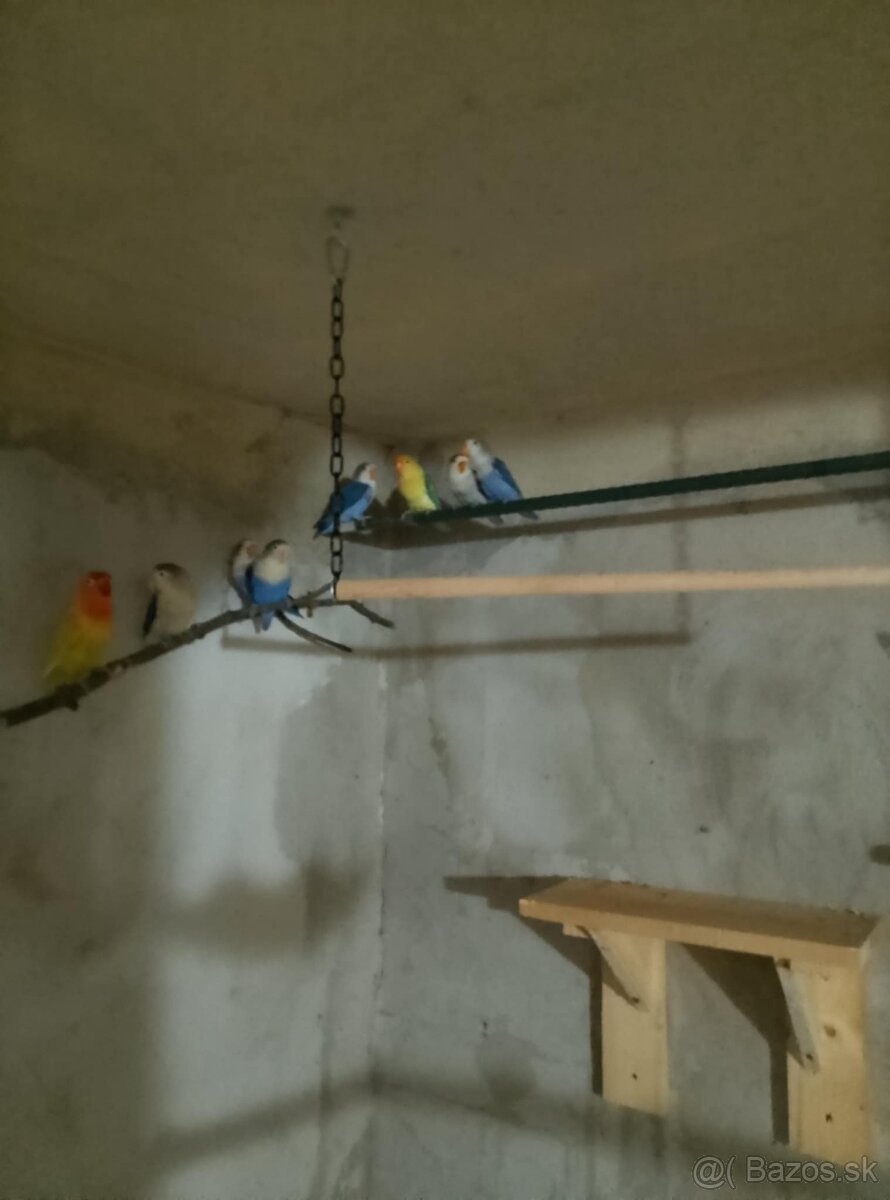 Agapornis Fisher - 2