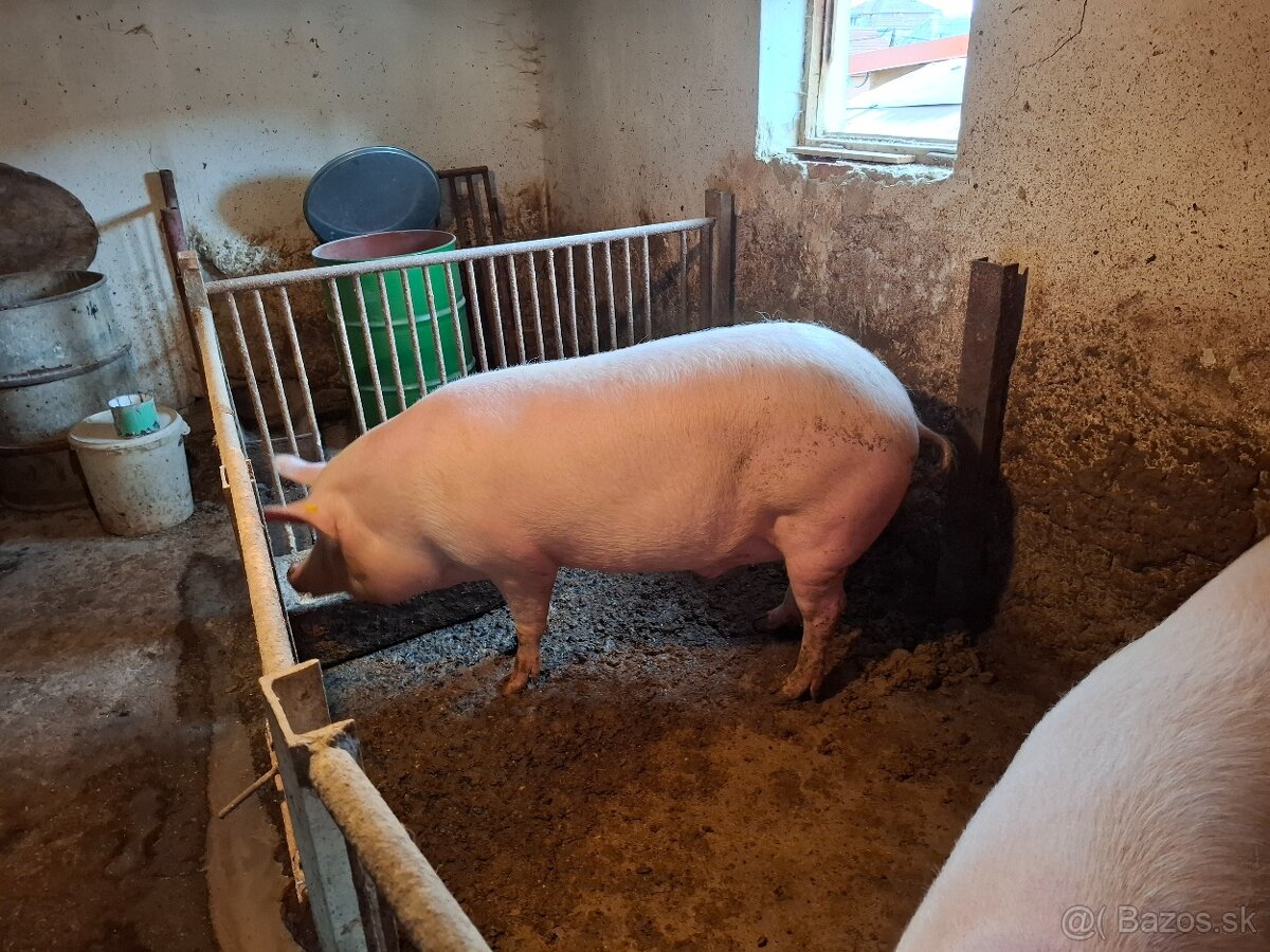 Predám ošípanú - 2