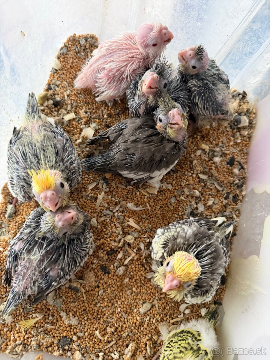 Korely ručne dokrmene. Rezervácie - 2