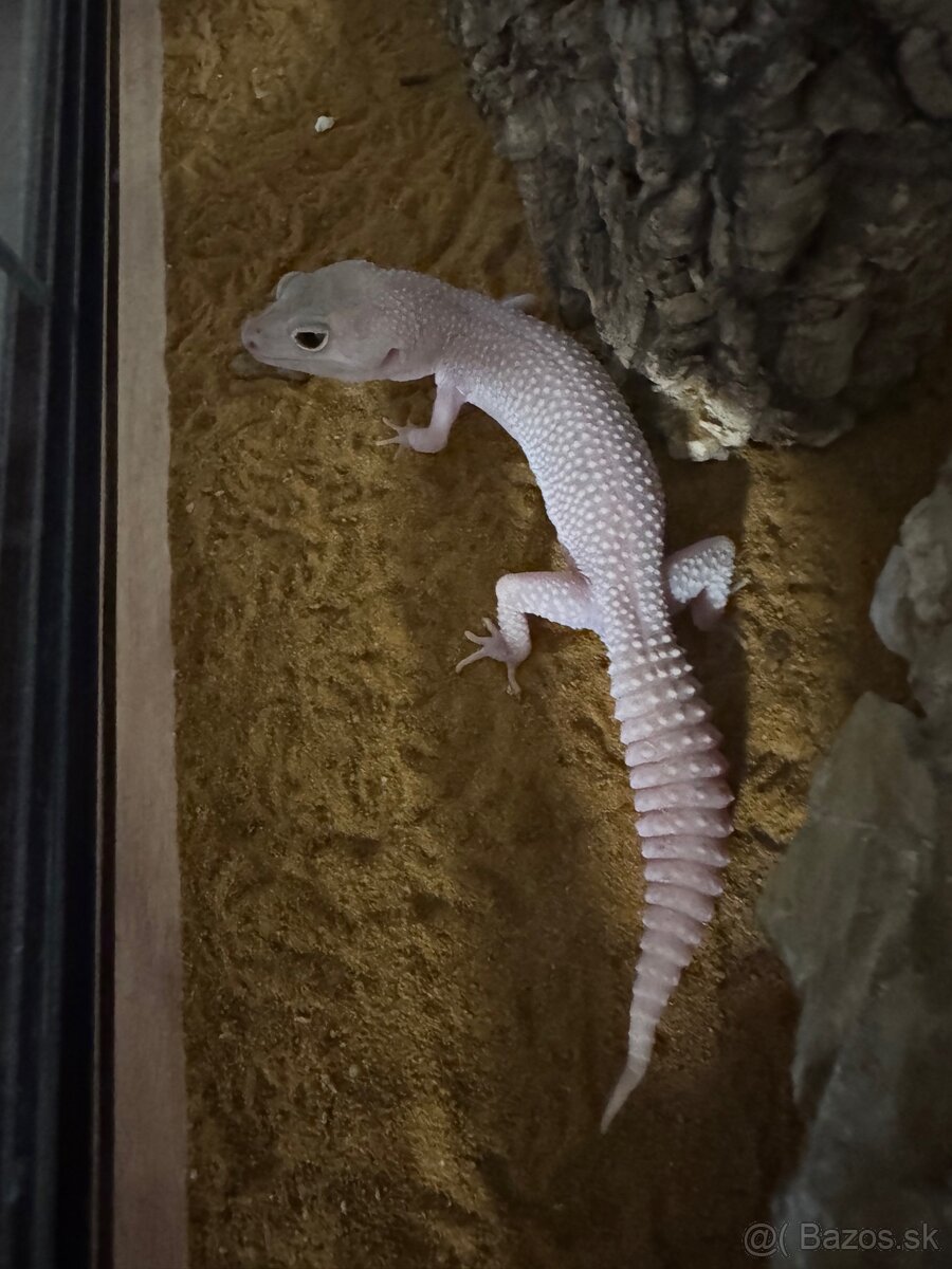 Gekon nočný - 2