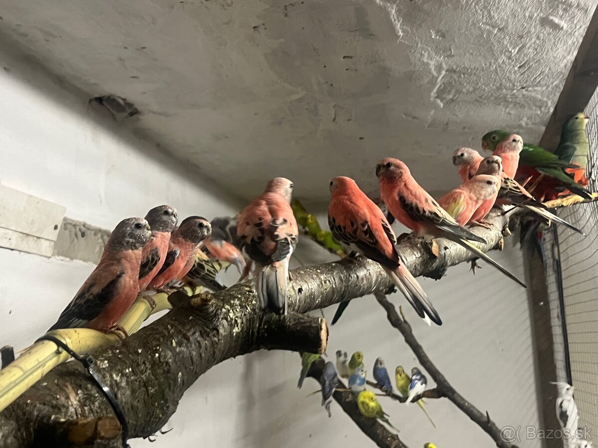 Predám andulky,korely,Neofemy, kráľovsky . - 2