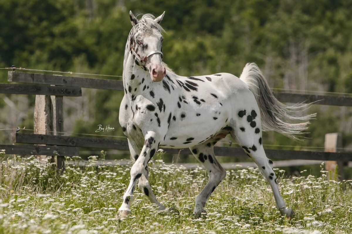Appaloosa žrebec – pripúšťanie - 2