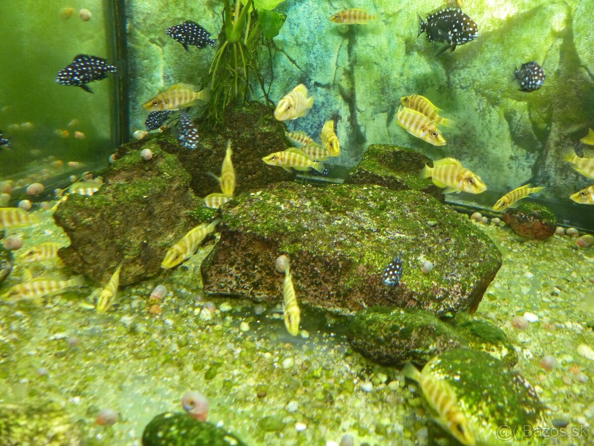 Altolamprologus compressiceps KILIMA - 2