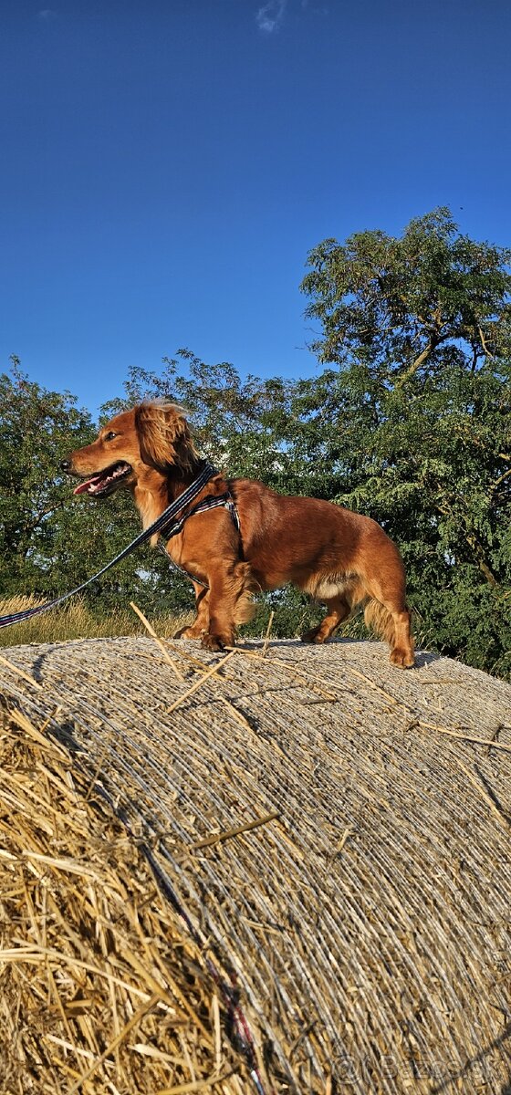 Jazvečík dlhosrstý - 2