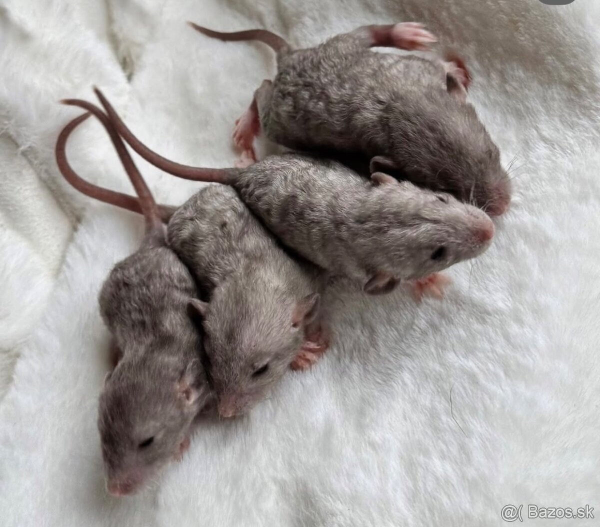 🧸 potkan, potkaníky s vp 🤎 - 2