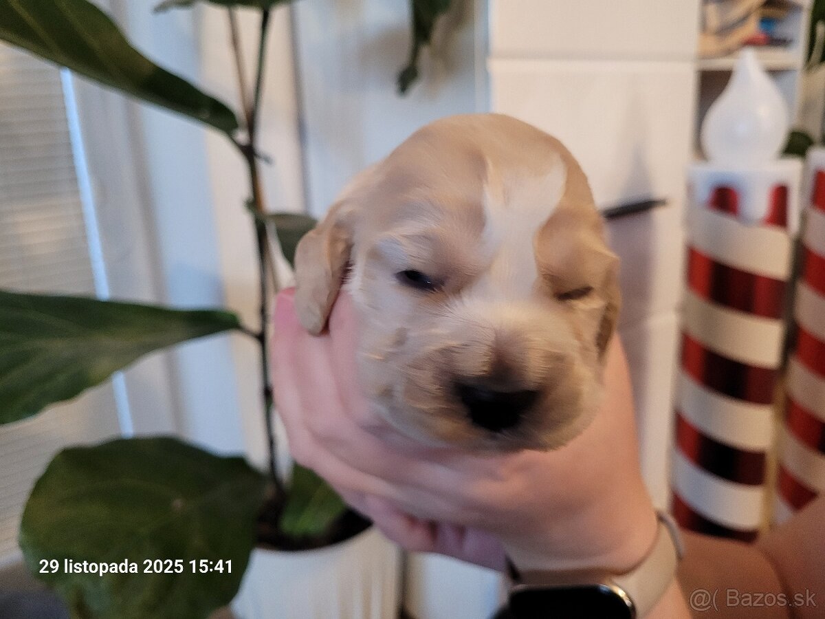 Anglický kokeršpaniel s rodokmeňom - 2