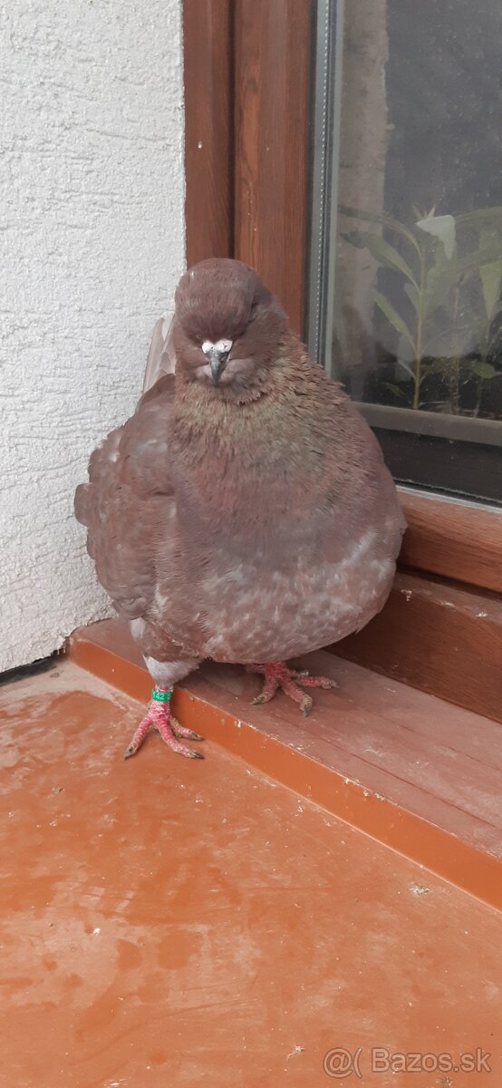 Americký King 2025 Samec. - 2