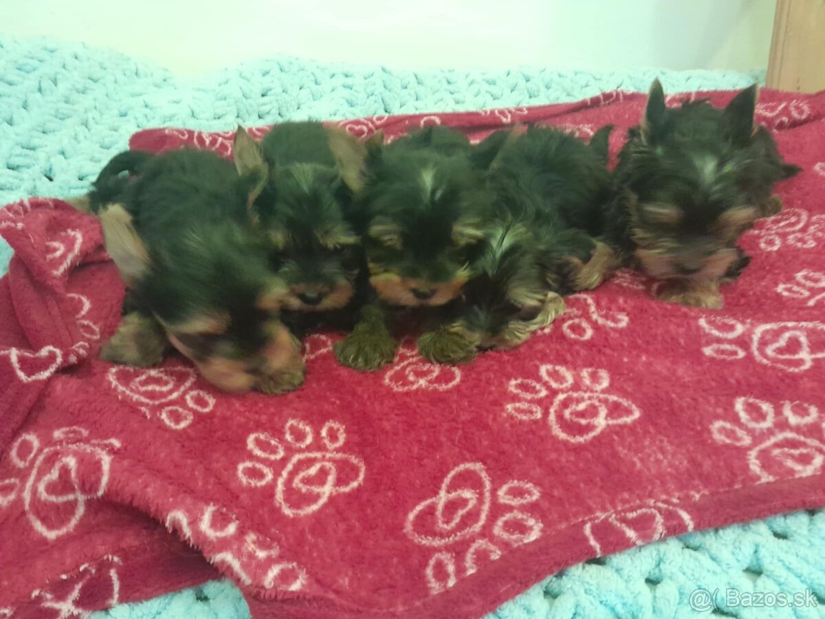 Yorkshire teriér Yorkshir - 2