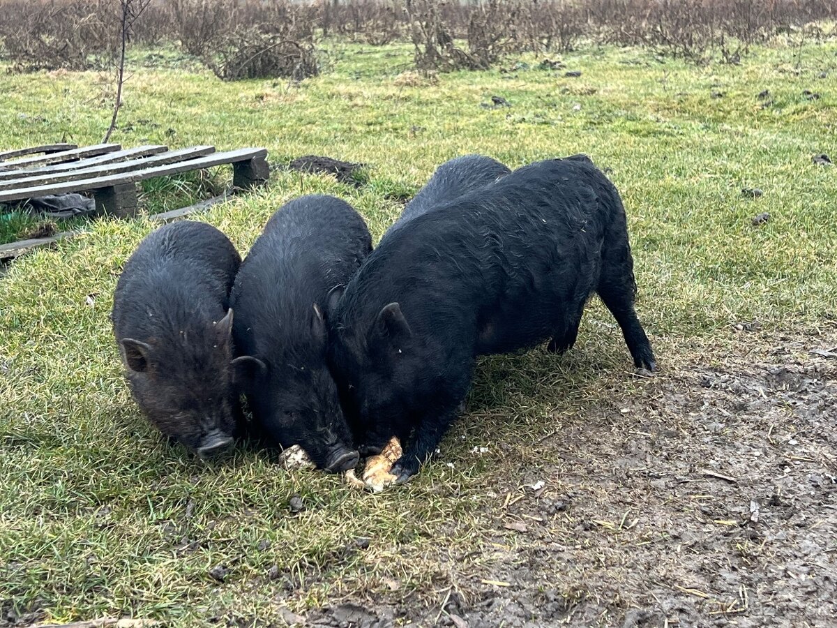 Vietnamske prasiatka - 2