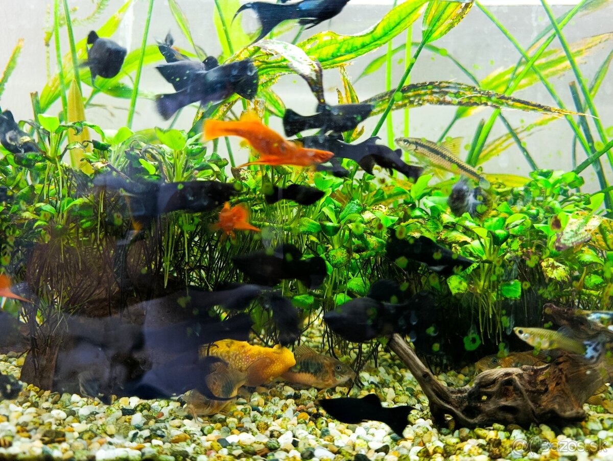 Black molly, čierna molynézia - 2