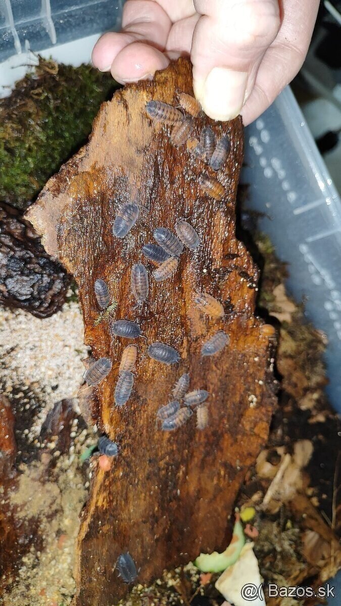 Porcellio Scraber Lava - 2