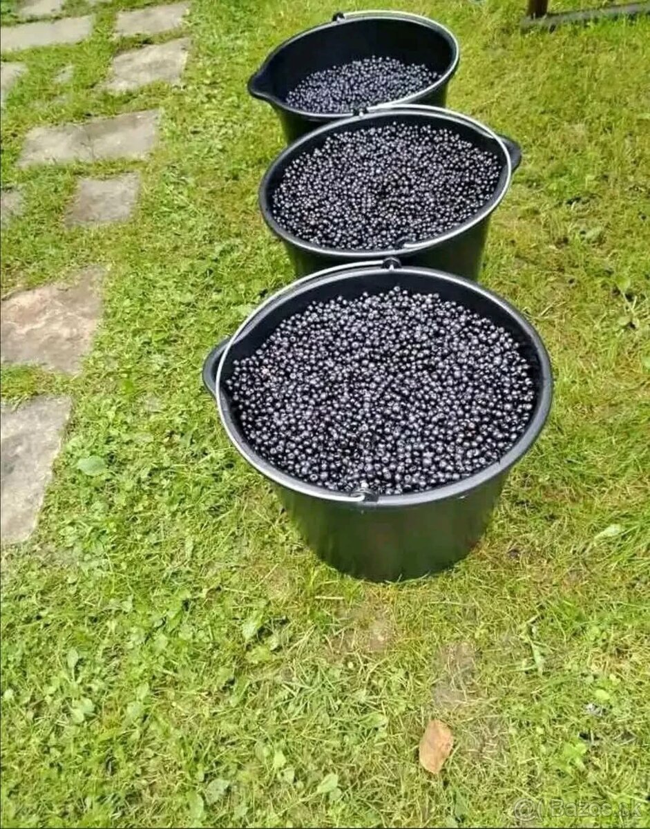 Čučoriedky - 2