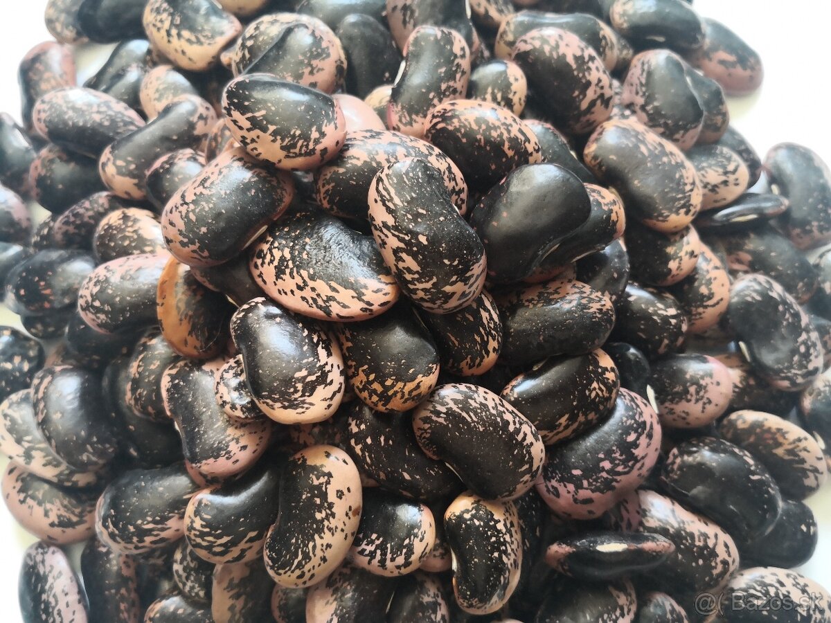Fazuľa bobovica tmavá - 2