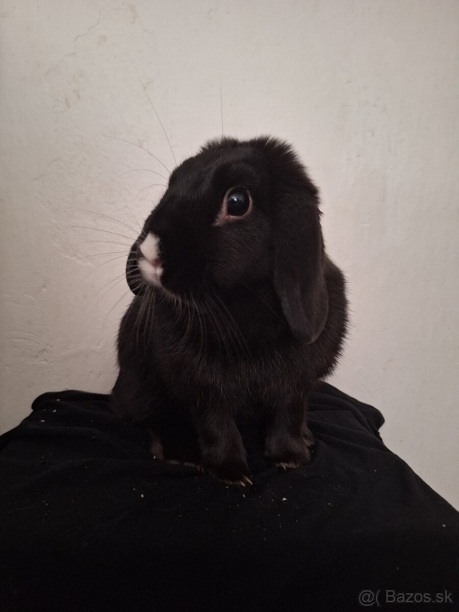 Zakrslý Králik 🐇 - 2