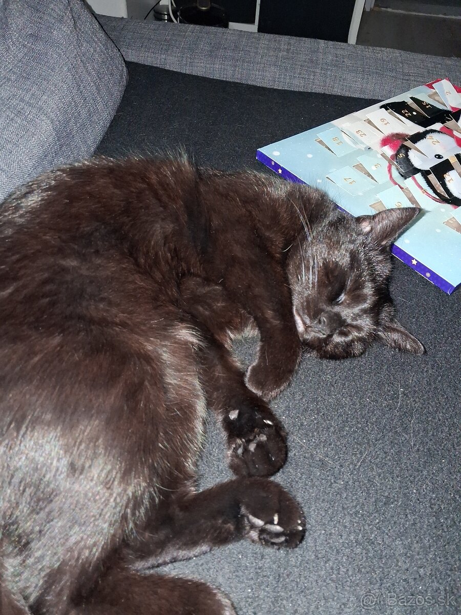 Darujem mačičku - 2