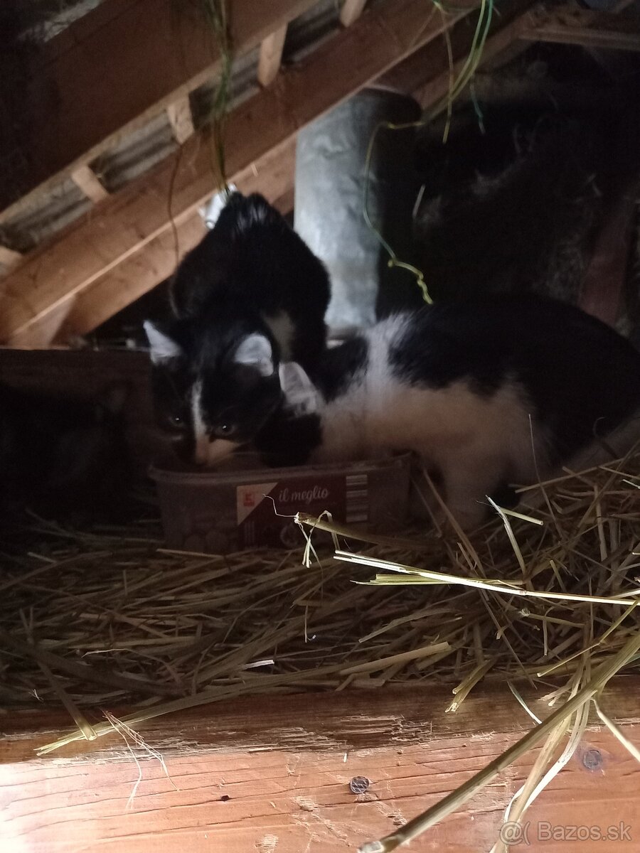 Darujem mačiatka - 2